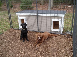 Gus and Bailey - Delaware